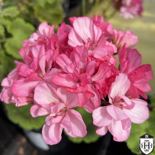 Pelargonium 'Deco Occold Lagoon' - Pelargoon 'Deco Occold Lagoon' P9/0,55L